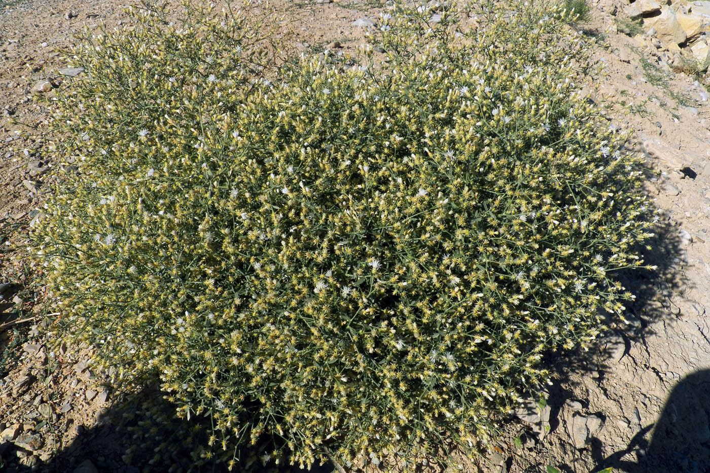 Image of Centaurea pseudosquarrosa specimen.