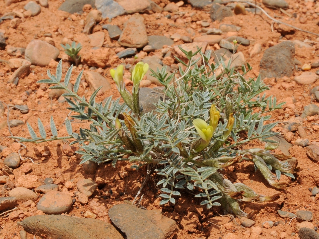 Изображение особи род Astragalus.