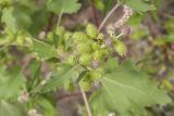 Xanthium strumarium