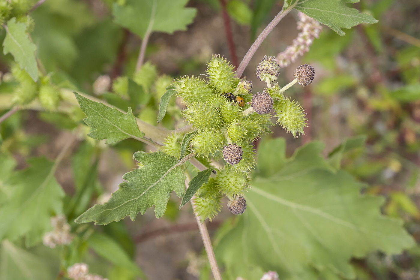 Изображение особи Xanthium strumarium.