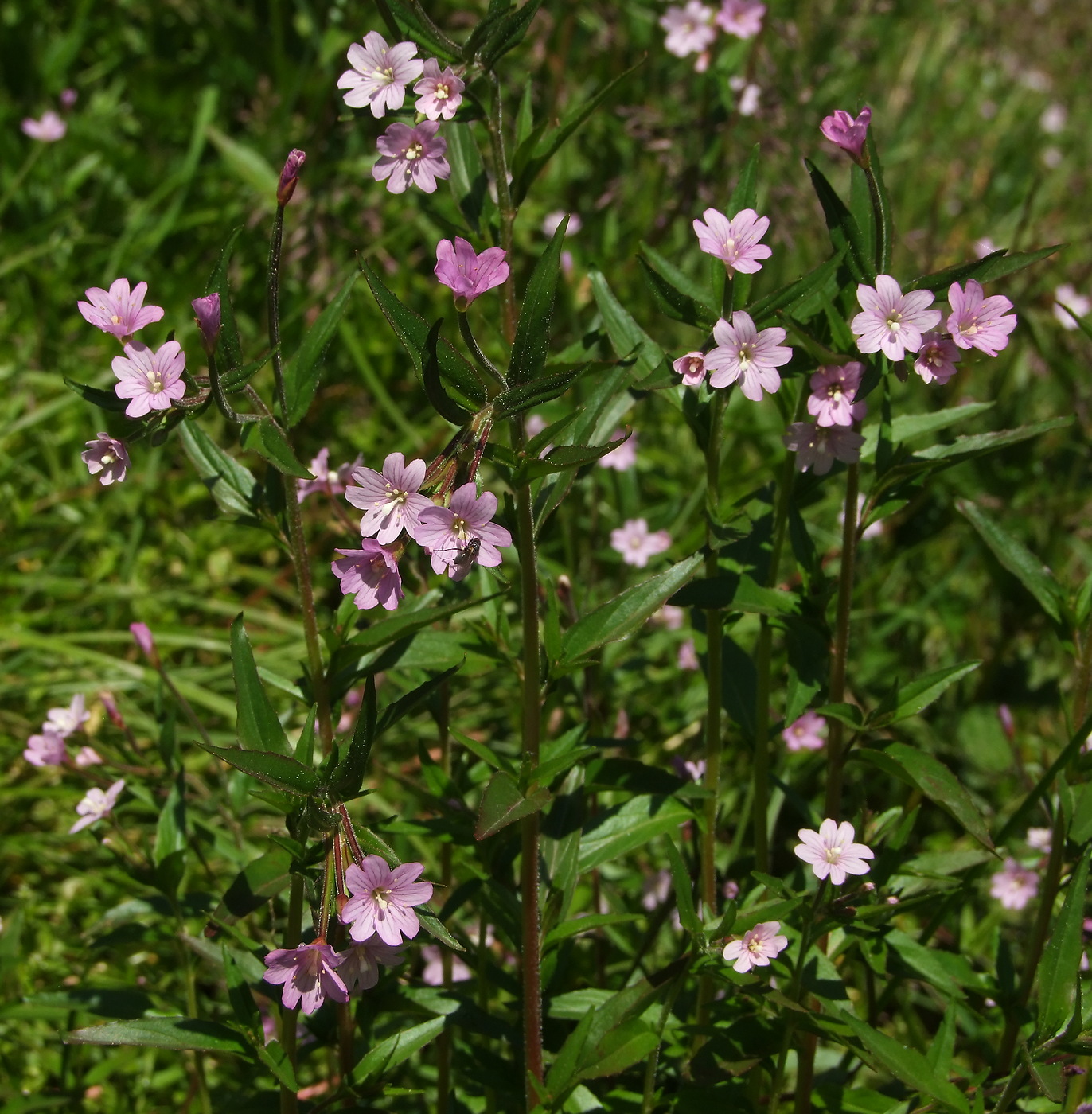 Image of Epilobium hornemannii specimen.