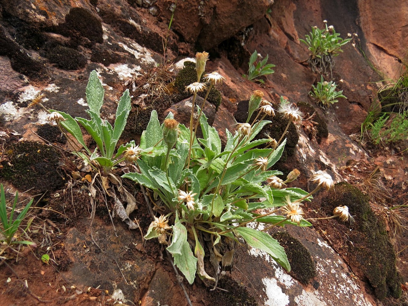 Image of Erigeron amorphoglossus specimen.