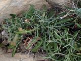 Cichorium spinosum
