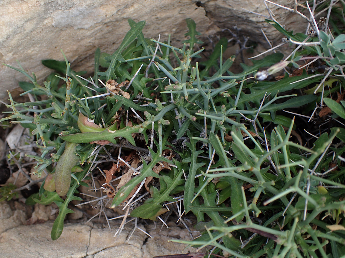 Изображение особи Cichorium spinosum.