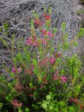 Erica verticillata