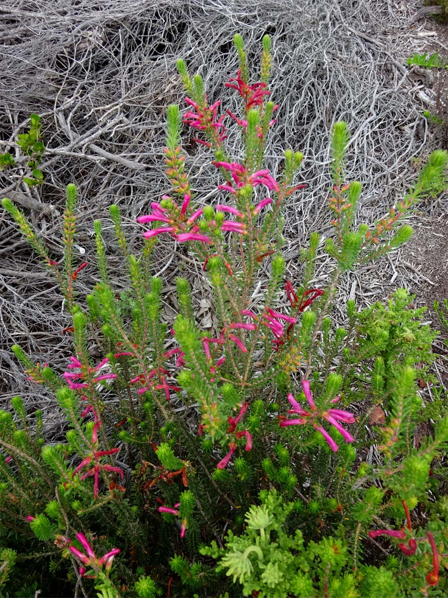 Изображение особи Erica verticillata.