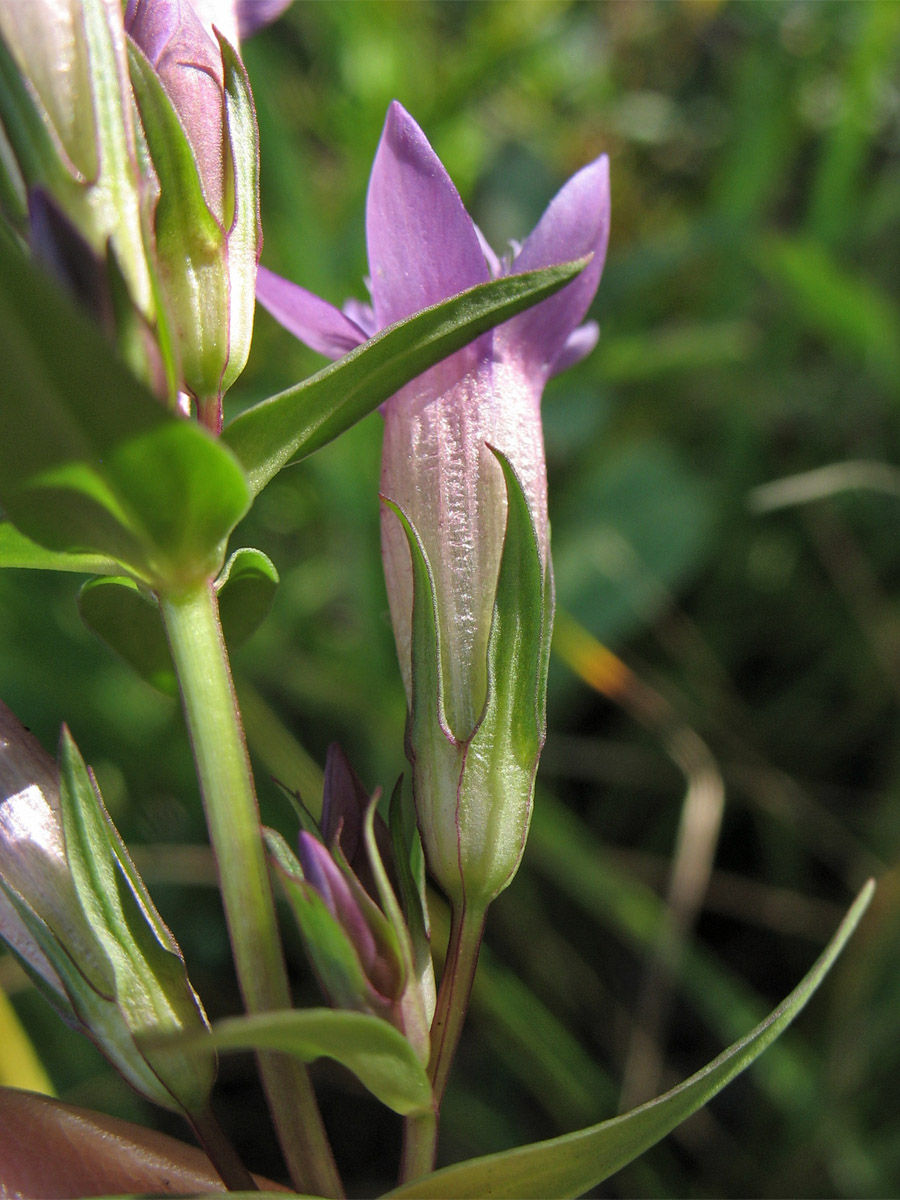 Image of Gentianella amarella specimen.