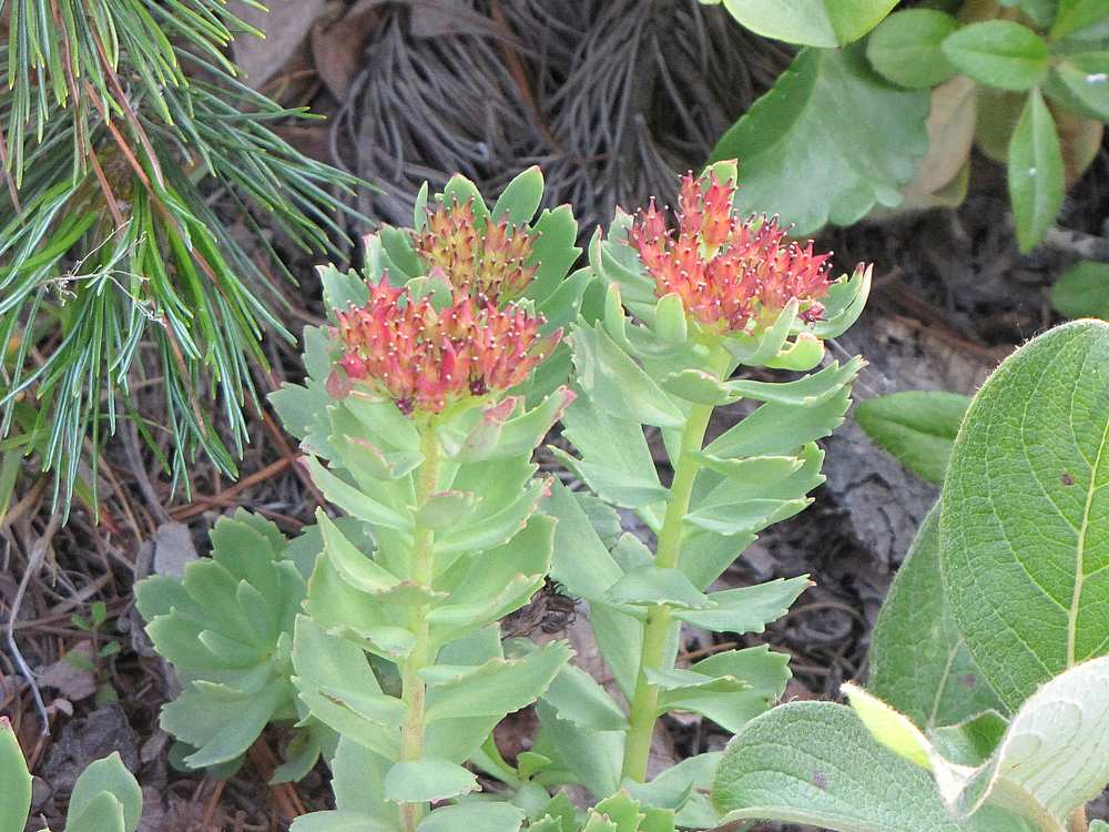 Image of Rhodiola integrifolia specimen.