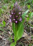 Dactylorhiza incarnata