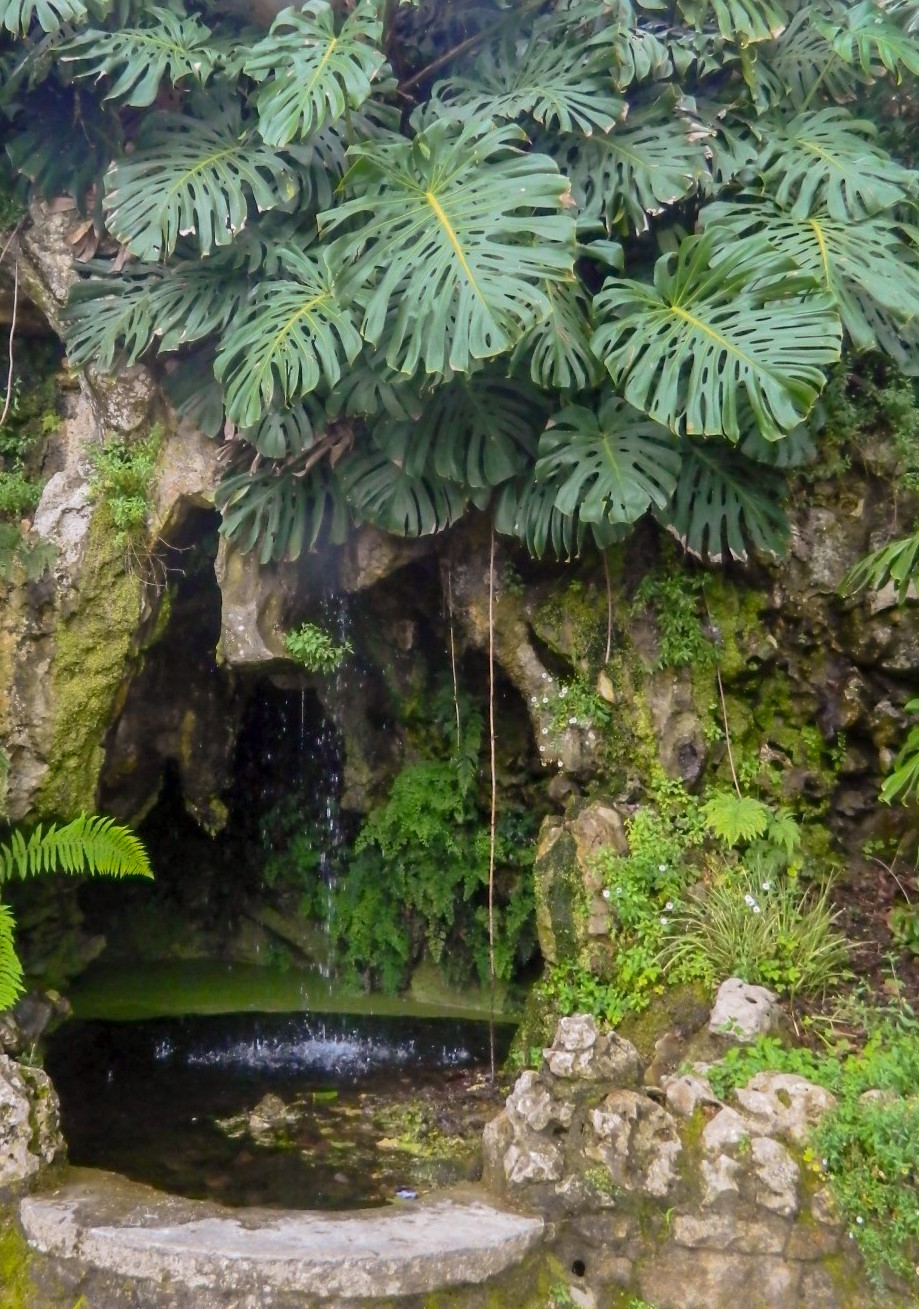 Image of Monstera deliciosa specimen.