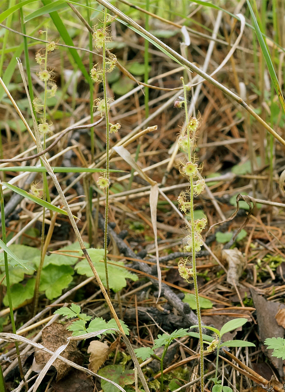 Image of Mitella nuda specimen.