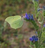 Echium vulgare. Соцветие с кормящейся бабочкой-лимонницей (Gonepteryx rhamni). Казахстан, Восточно-Казахстанская обл., Кокпектинский р-н, 25 км в горы от с. Пантелеймоновка, луг. 20.07.2015.