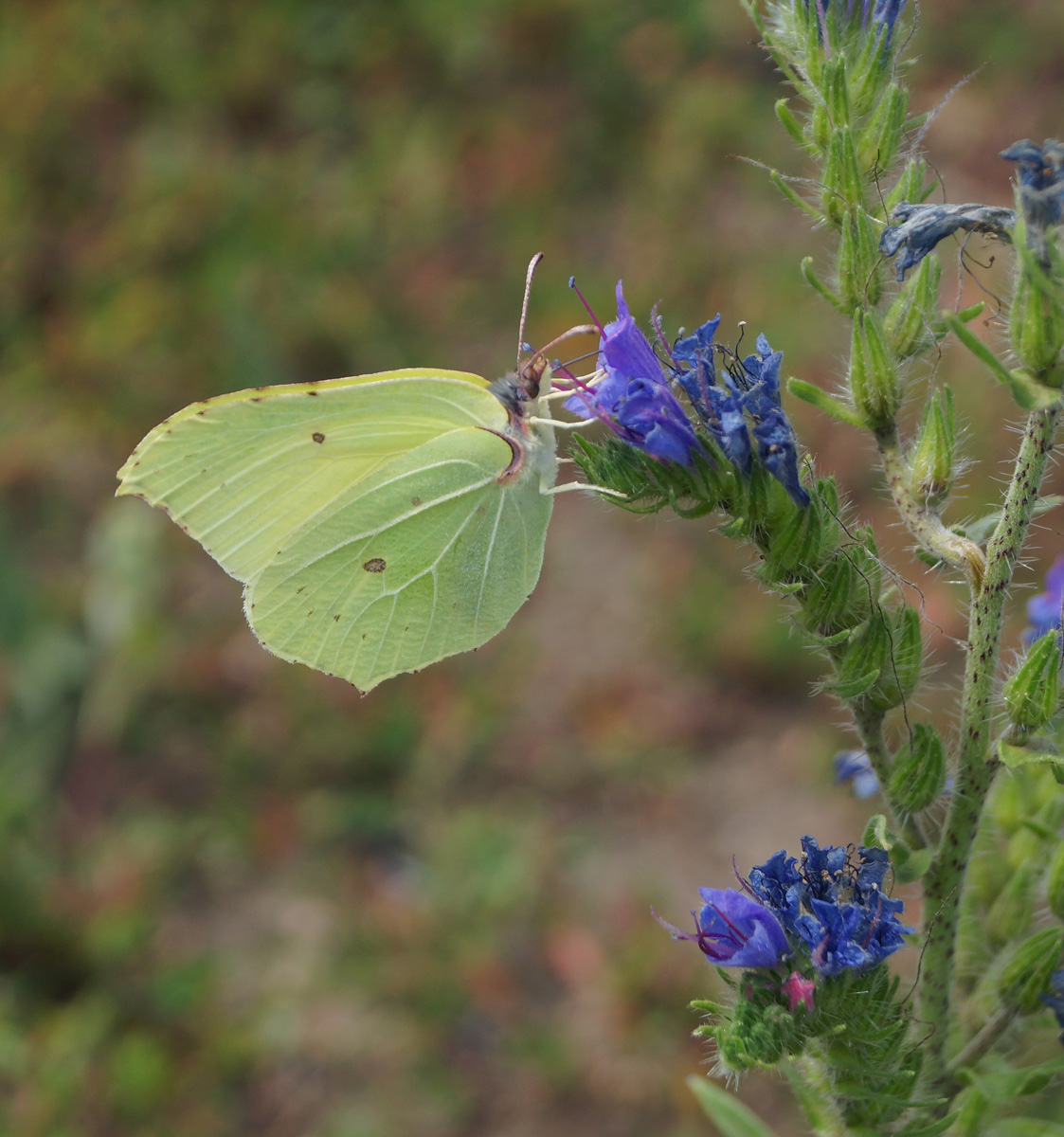 Image of Echium vulgare specimen.