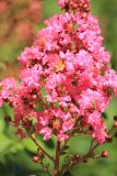 Lagerstroemia indica. Часть соцветия. Южный берег Крыма, Никитский ботанический сад, в культуре. 22 августа 2015 г.