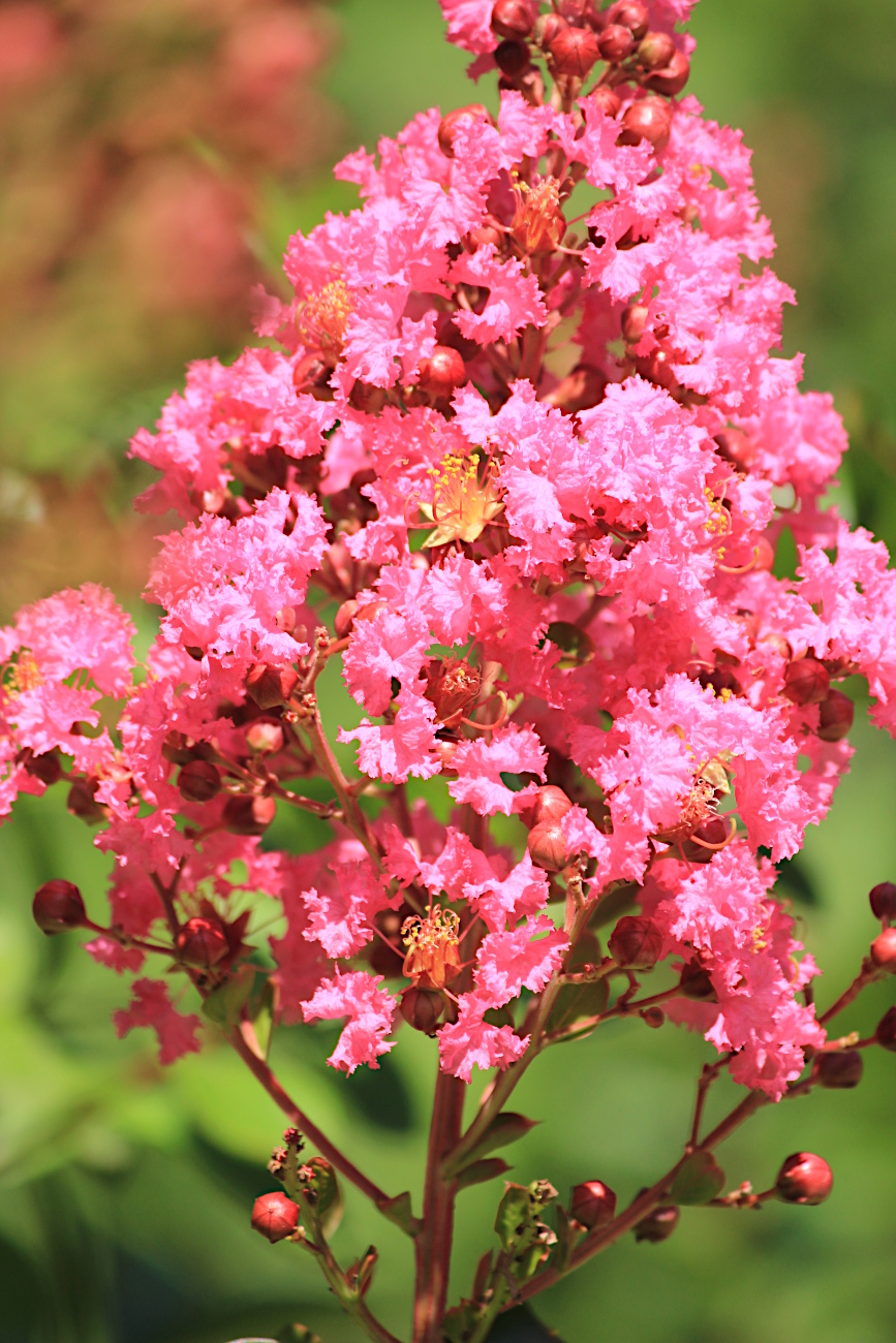 Image of Lagerstroemia indica specimen.