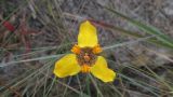Trimezia juncifolia