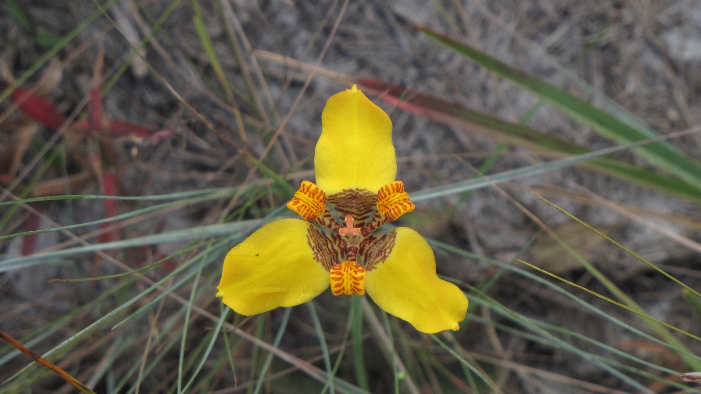 Изображение особи Trimezia juncifolia.