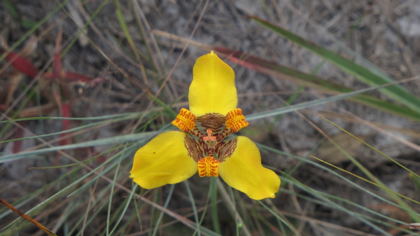 Image of Trimezia juncifolia specimen.