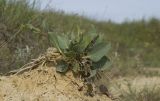 Lepidium cartilagineum. Зацветающее растение. Крым, Керченский п-ов, Приазовье, Осовинская степь, сопочное поле грязевого вулкана. 01.05.2019.