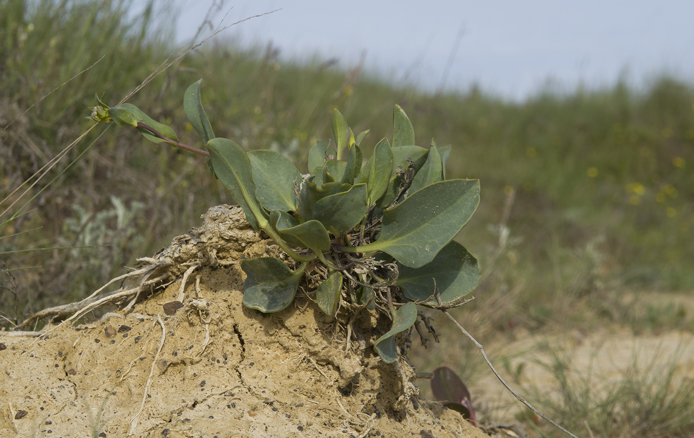 Image of Lepidium cartilagineum specimen.