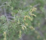 Juniperus deltoides