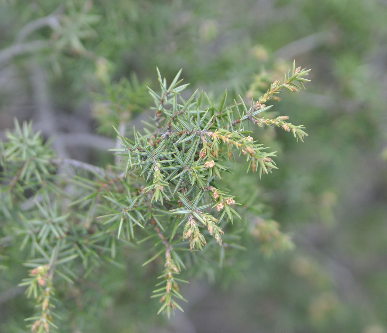 Image of Juniperus deltoides specimen.