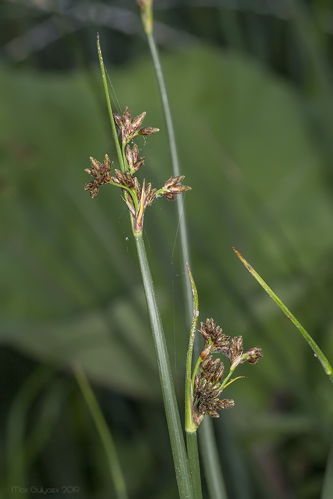 Изображение особи Schoenoplectus lacustris.