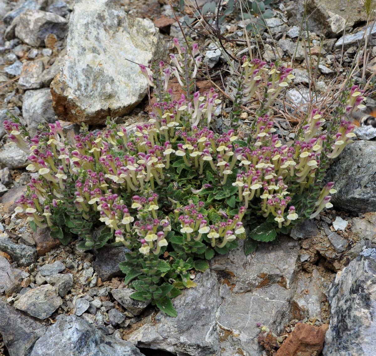 Image of Scutellaria cypria specimen.