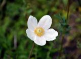 Anemone sylvestris. Цветок. Алтай, Улаганский р-н, окр. перевала Кату-Ярык, ≈ 1200 м н.у.м., опушка хвойного леса. 19.06.2019.