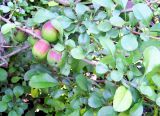 Chaenomeles japonica