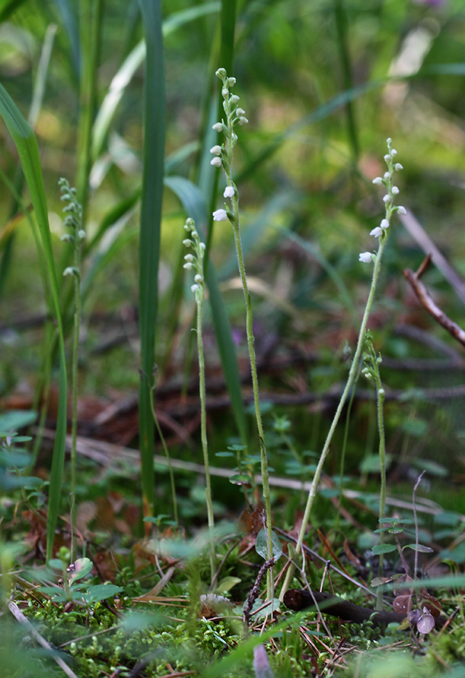 Image of Goodyera repens specimen.