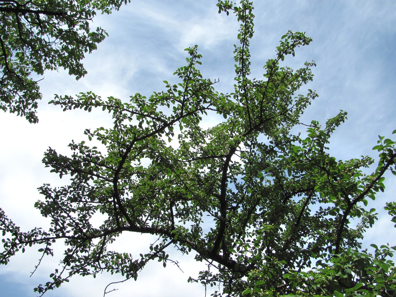 Изображение особи Cotoneaster meyeri.