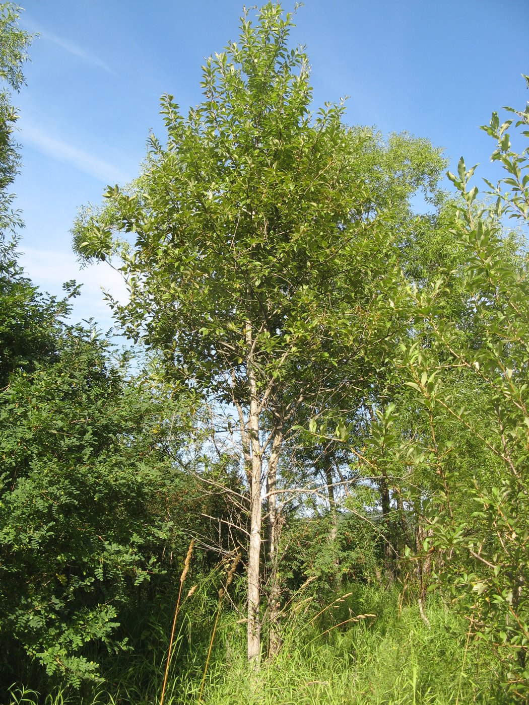 Image of Populus laurifolia specimen.