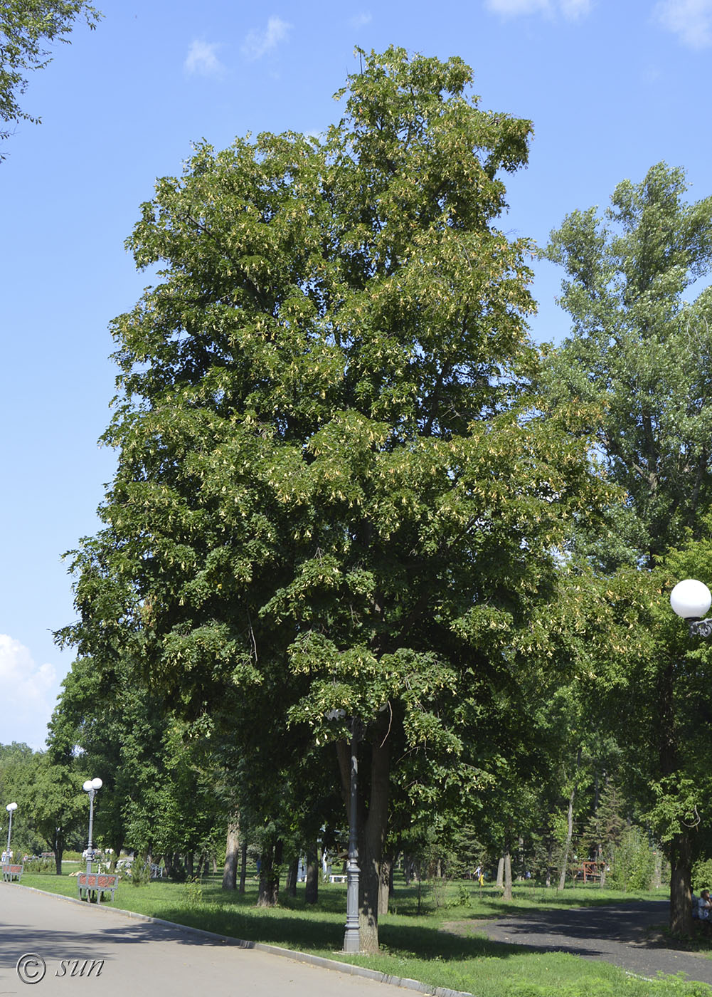 Изображение особи Tilia platyphyllos.