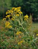 Inula helenium. Верхушка побега с соцветиями. Челябинск, Ботанический сад ЧелГУ, в культуре. 01.08.2019.