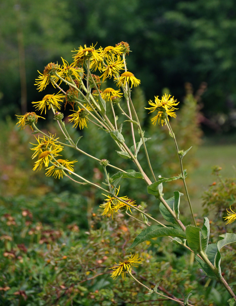 Изображение особи Inula helenium.