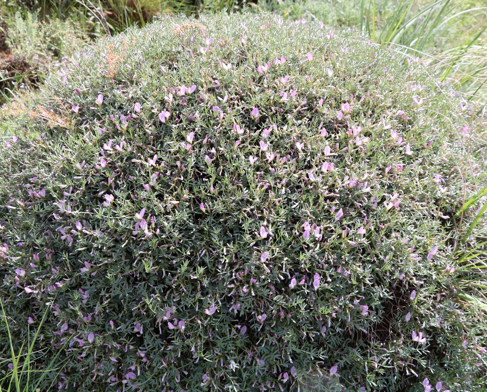 Image of Onobrychis cornuta specimen.