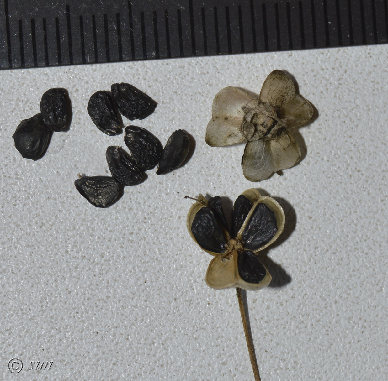 Image of Allium ramosum specimen.