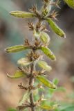 Sideritis montana