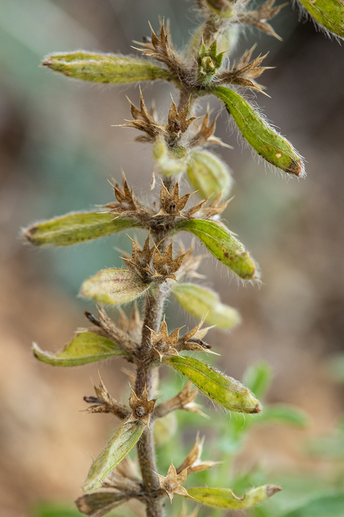 Image of Sideritis montana specimen.