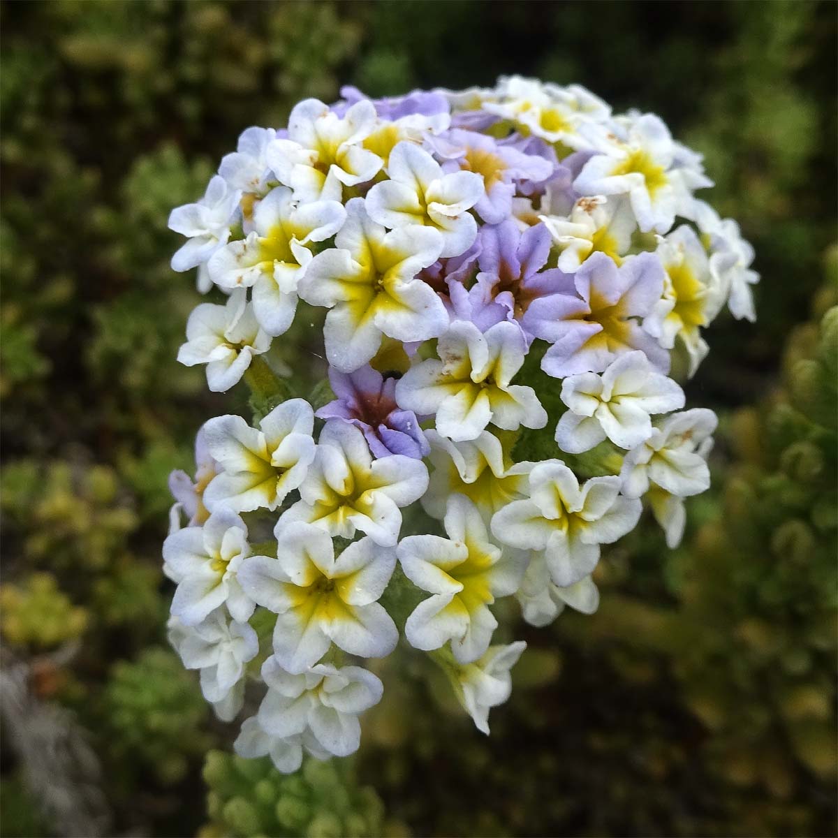 Image of Heliotropium pycnophyllum specimen.