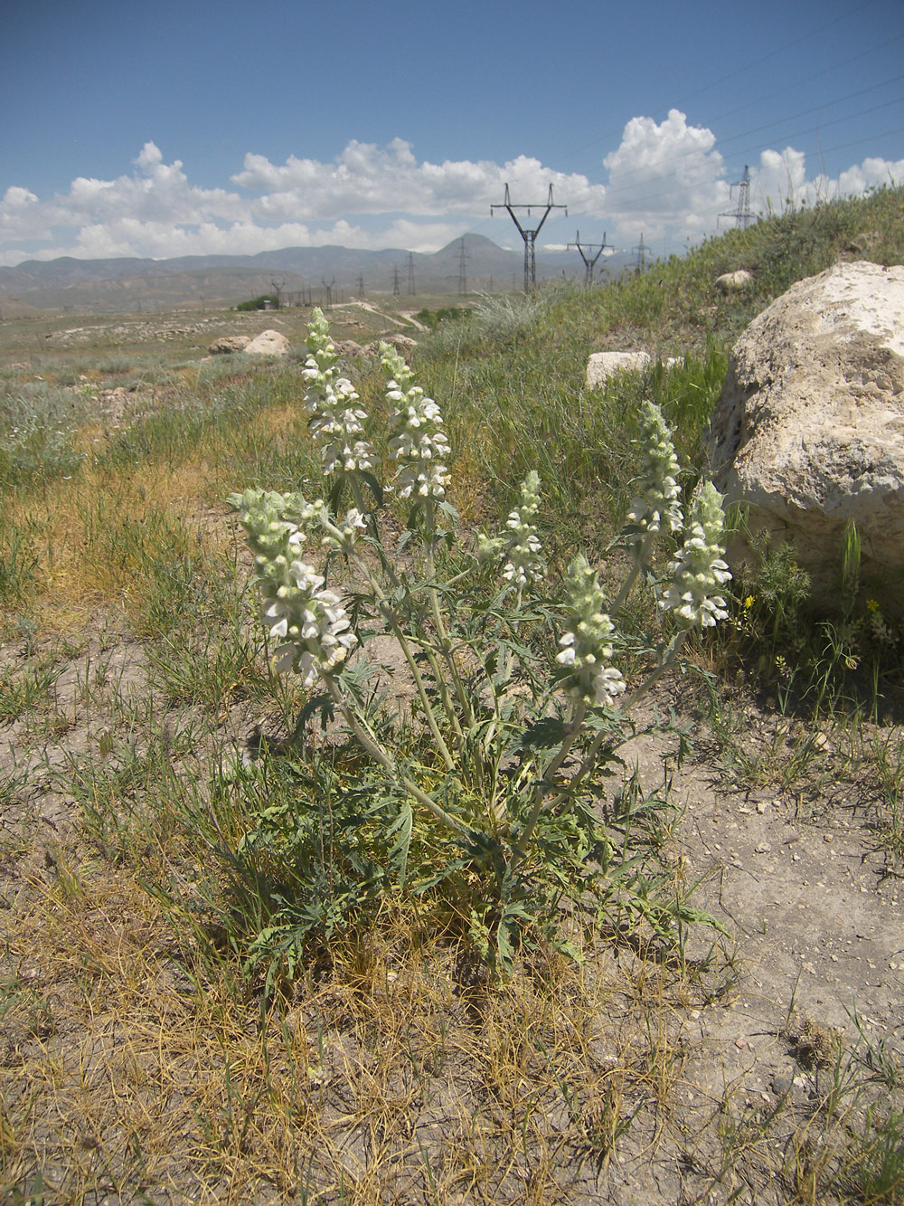 Image of Phlomoides laciniata specimen.