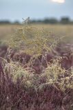Artemisia santonicum