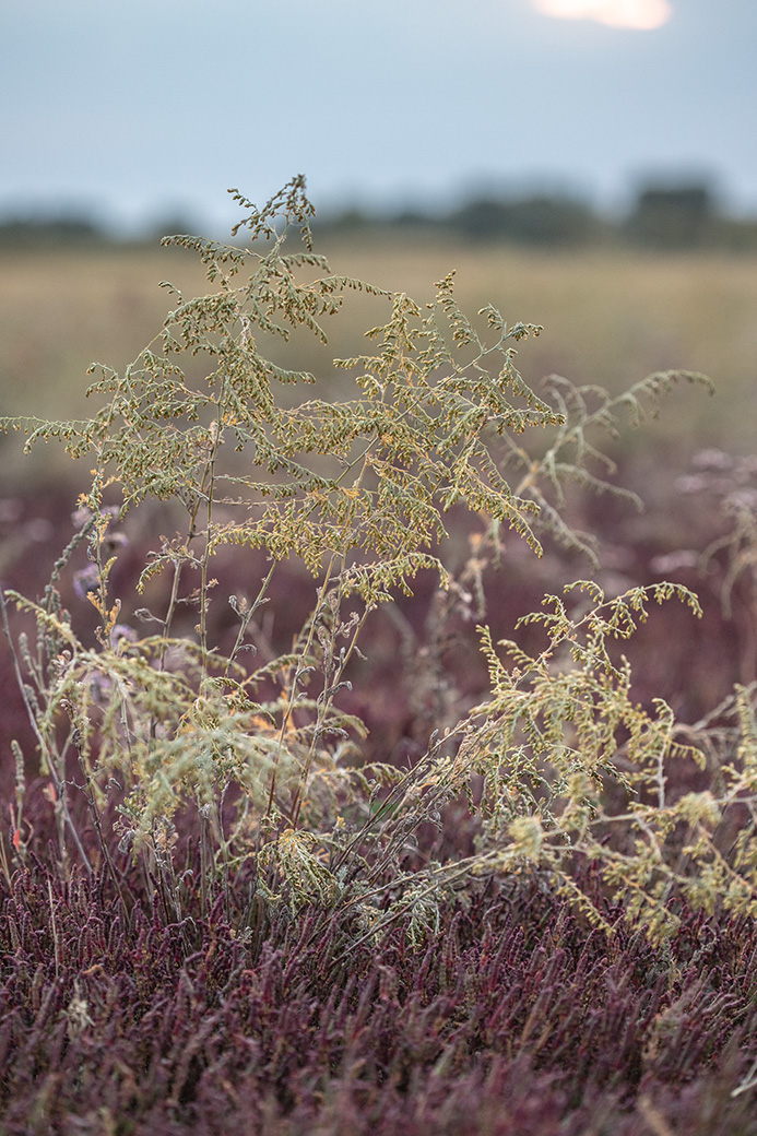 Изображение особи Artemisia santonicum.