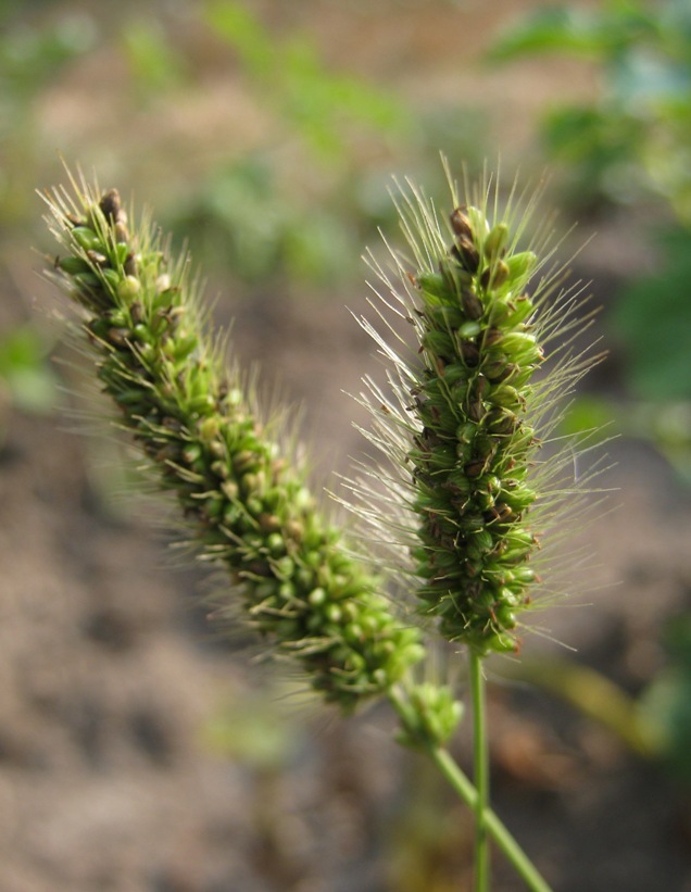 Image of Setaria viridis specimen.