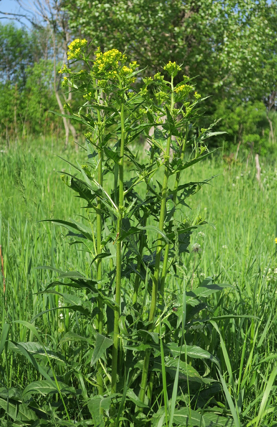 Image of Bunias orientalis specimen.