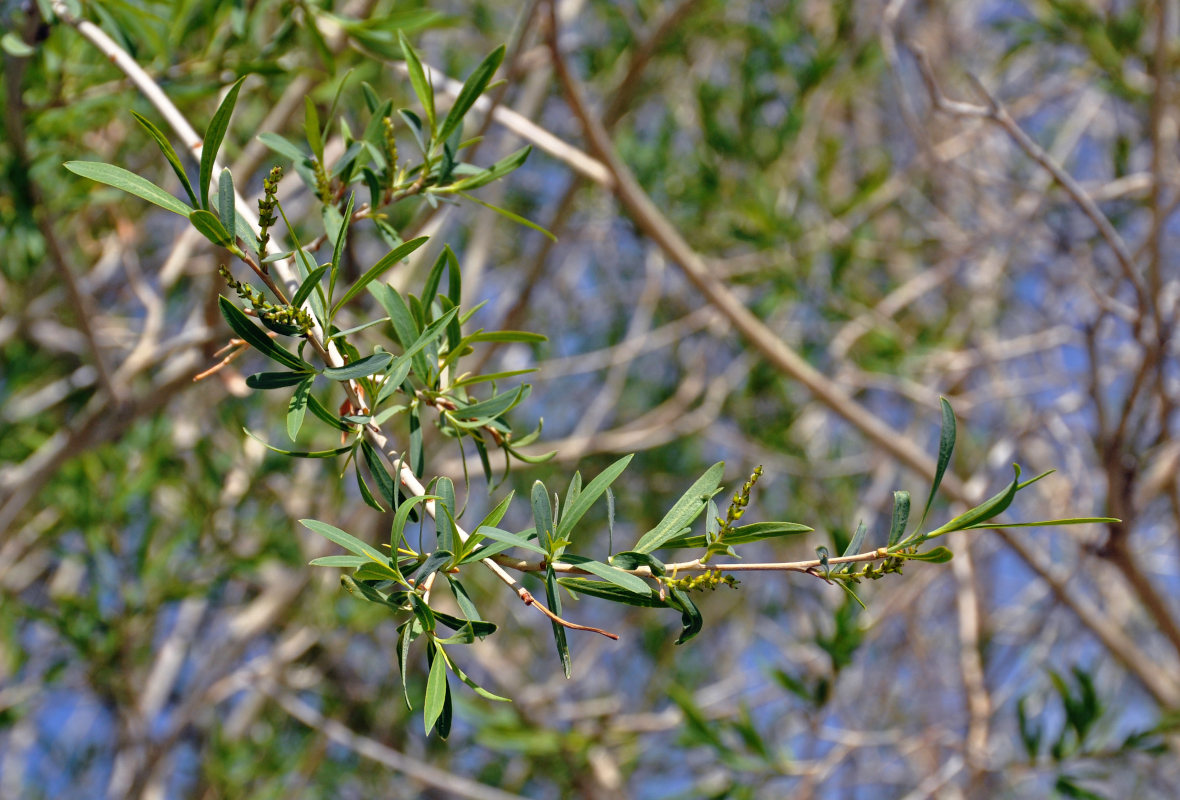 Изображение особи Salix ledebouriana.