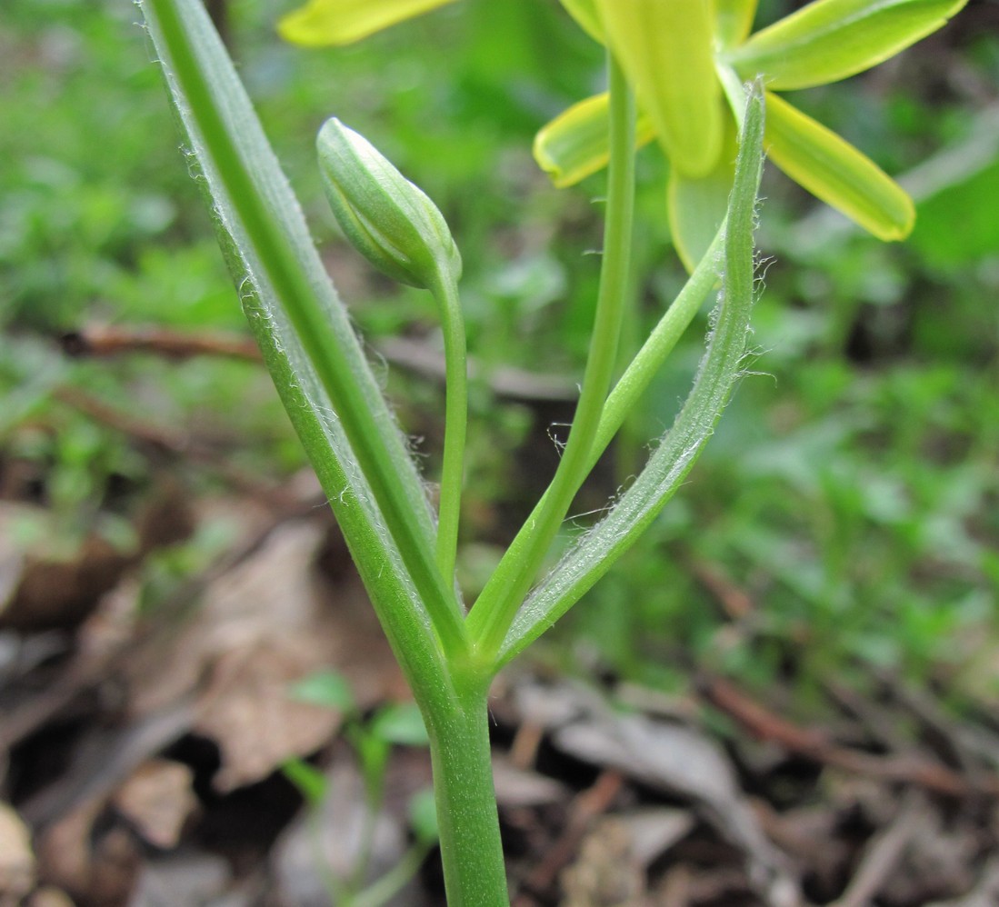 Image of Gagea lutea specimen.