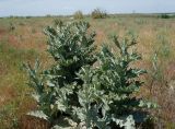 Onopordum acanthium