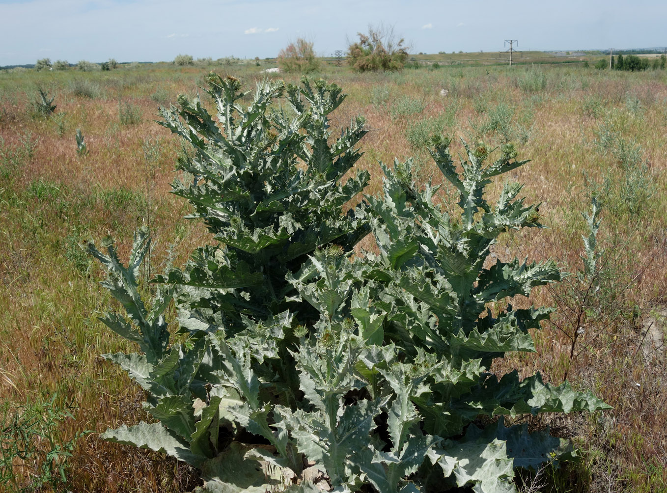 Image of Onopordum acanthium specimen.